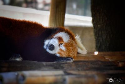 red panda