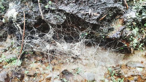 Full frame shot of spider web on rock