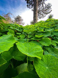 Low angle view of fresh green leaves on field against sky