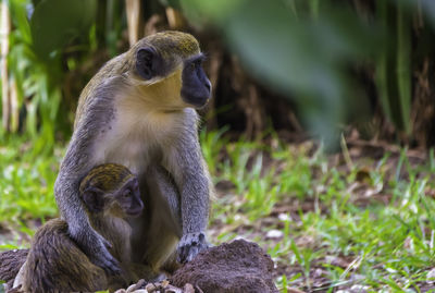 Monkey sitting on field