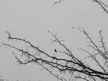 Low angle view of bird on branch against sky