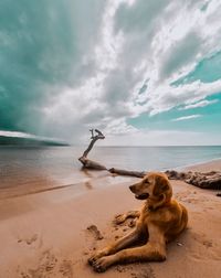 View of dog on beach against sky