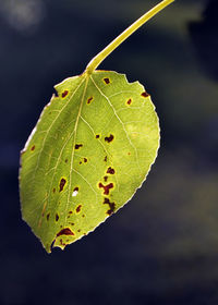 Close-up of green leaf