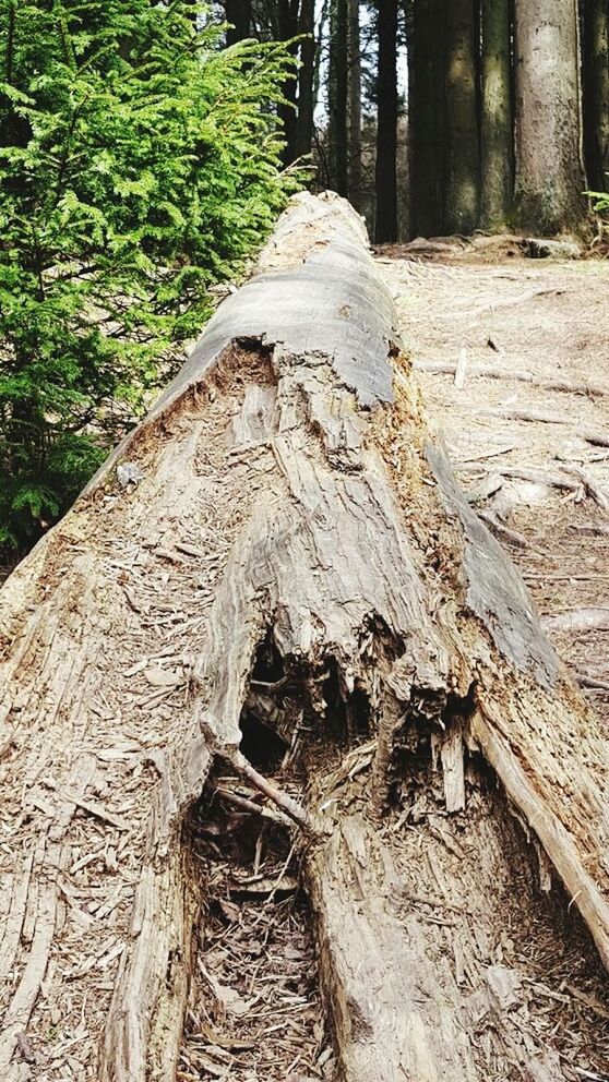 tree trunk, tree, forest, close-up, branch, day, growth, focus on foreground, outdoors, nature, woodland, green color, leaves, weathered, no people