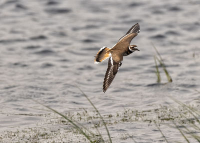 Close-up of bird flying over lake