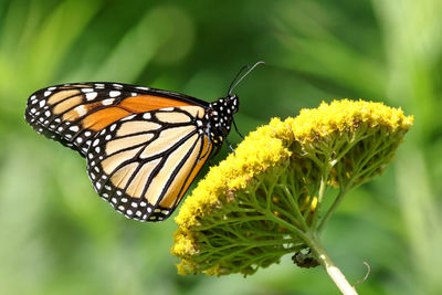 Close-up of butterfly pollinating on yellow flower