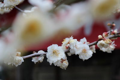 Close-up of cherry blossoms in spring