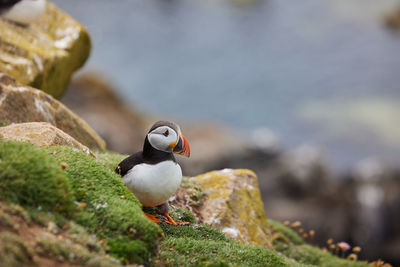 Puffin standing on a rock cliff . fratercula arctica