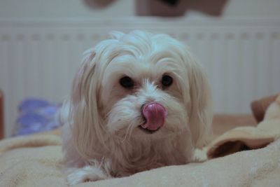 Close-up portrait of dog at home