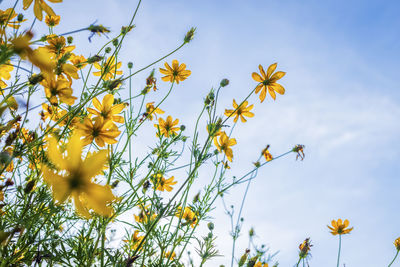 Low angle view of yellow flowering plants on field against sky