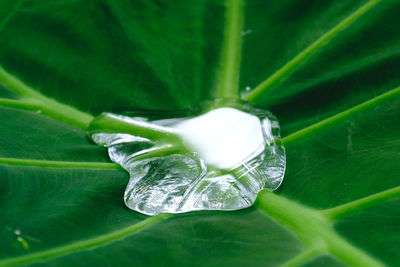 Close-up of water drops on leaves