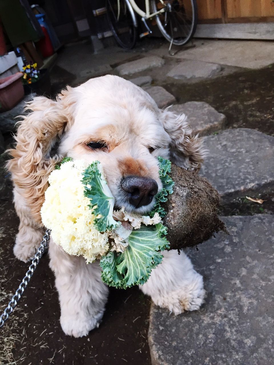 domestic animals, pets, dog, mammal, animal themes, one animal, high angle view, street, pet leash, sitting, day, outdoors, holding, sidewalk, unrecognizable person, canine, incidental people, flower