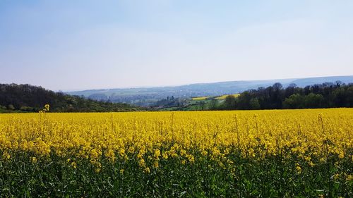 Scenic view of oilseed rape field against sky