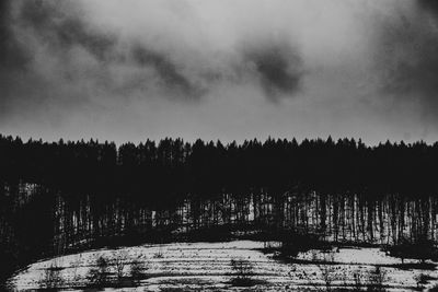 Scenic view of forest against sky