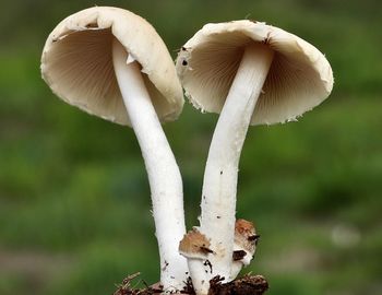 Close-up of mushroom growing on field