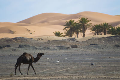 Camel palms desert