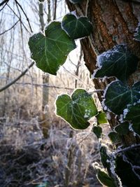 Close-up of fresh green leaves