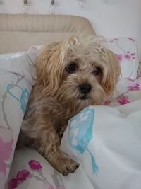 Portrait of dog relaxing on bed at home