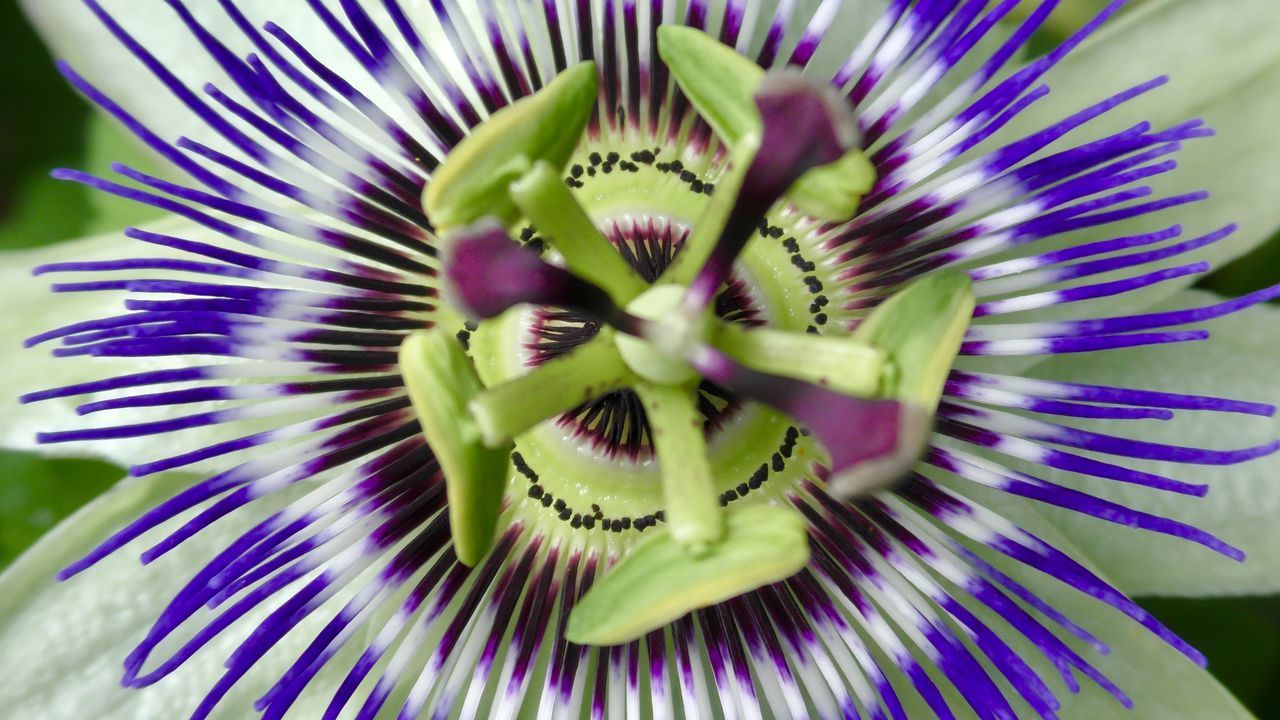 FULL FRAME SHOT OF PURPLE FLOWER