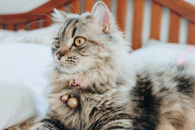 An adorable persian cat laying down on the bed with natural light.