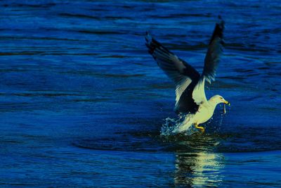 Bird flying over lake