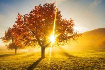 Sunlight streaming through tree on field during sunset