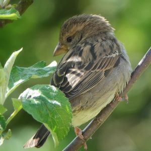 Close-up of bird perching on branch