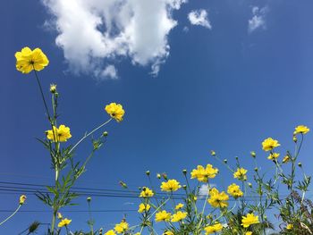 Low angle view of yellow flowering plant against blue sky