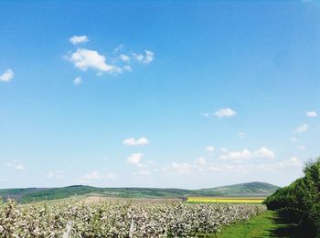 Scenic view of field against clear sky