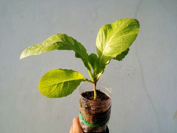 Close-up of hand holding plant against wall