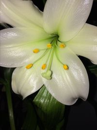 Close-up of white lily blooming outdoors