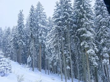 Snow covered pine trees in forest