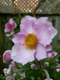 Close-up of pink flower