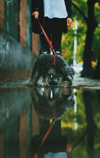 Low section of woman with dog reflecting on puddle