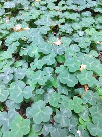High angle view of leaves on field