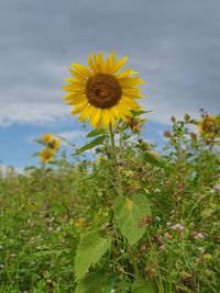 Close-up of sunflower on field against sky