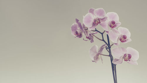 Close-up of pink orchid against white background