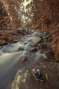 View of water flowing through trees