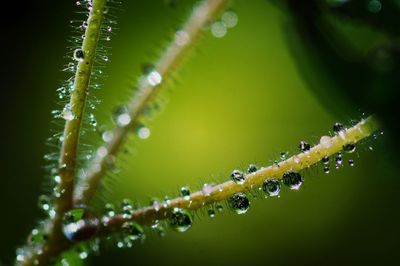 Close-up of wet spider web on plant