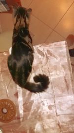 Cat on floor