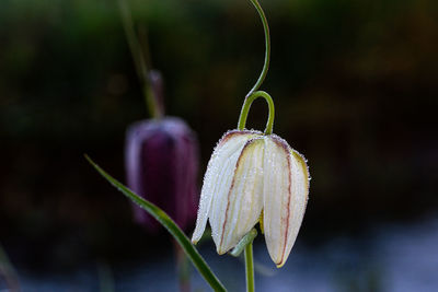 White checkerboard flower with dew drops