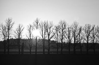 Bare trees on field at sunset