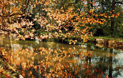 Reflection of trees in lake during autumn