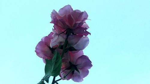 Low angle view of pink flowers against clear blue sky