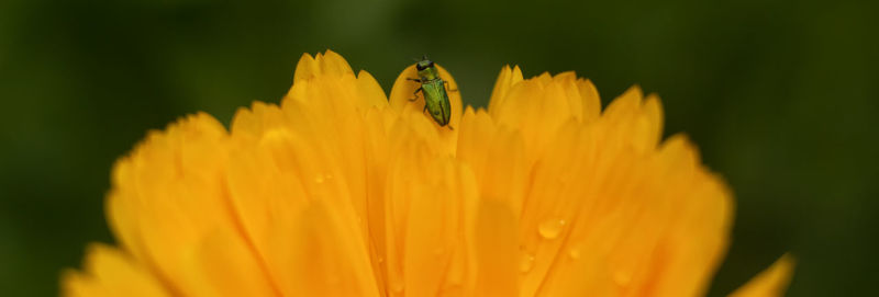 Panoramic shot of insect on wet yellow flower