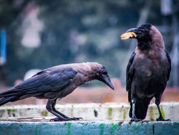 Close-up of birds perching on wall