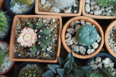 High angle view of potted plants