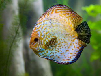 Close-up of fish swimming in sea