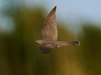 Close-up of eagle flying