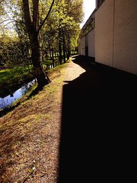 Footpath amidst trees against sky